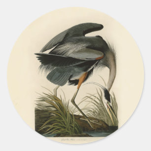 Pegatina Redonda Audubon Great Blue Heron Marsh Bird
