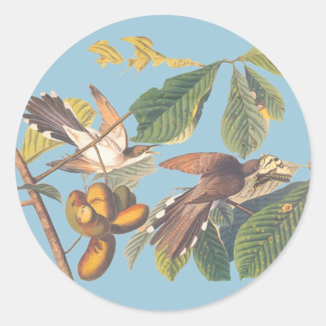 Pegatina Redonda Audubon Yellow Bilckoo (Anverso)