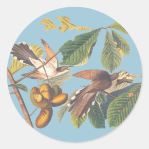Pegatina Redonda Audubon Yellow Bilckoo