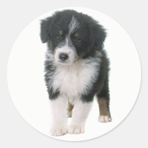 Pegatina Redonda Aussie Puppy Dog Lover Pastor Australiano