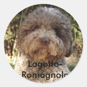 Pegatina Redonda autocollante, Lagotto-Romagnolo