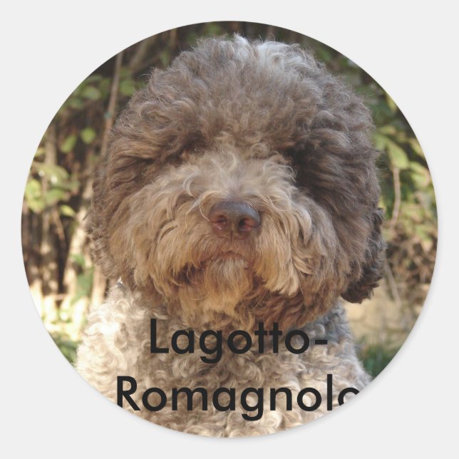 Pegatina Redonda autocollante, Lagotto-Romagnolo (Anverso)