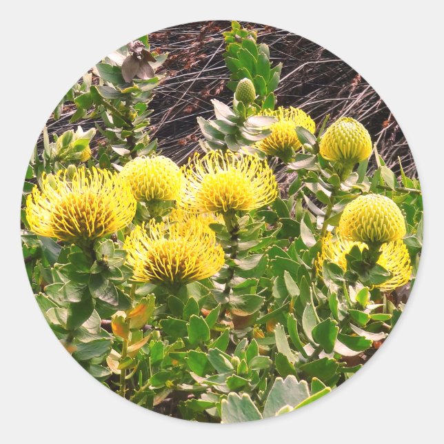 Pegatina Redonda Ave Amarillo de Pincushion de cabeceo #1Pegatinas  (Anverso)