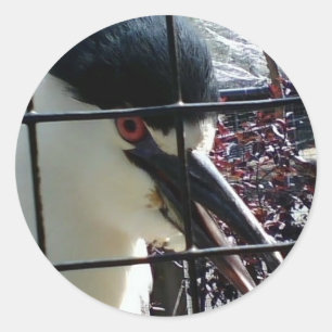 Pegatina Redonda Ave exótica a la imagen del zoológico