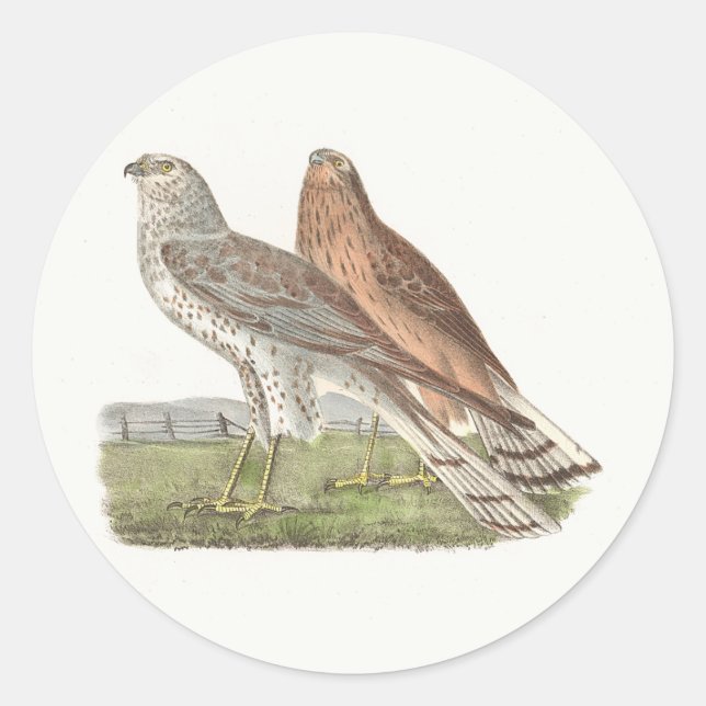 Pegatina Redonda Ave NY Harrier (Halcón de cola anillada) (Anverso)