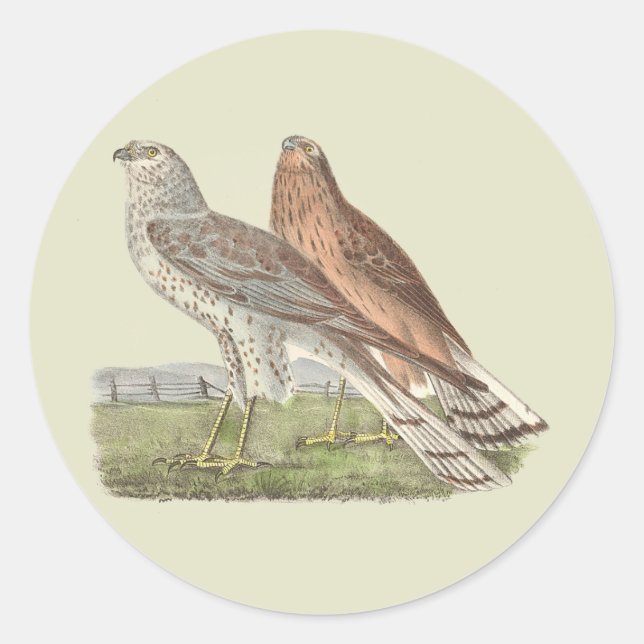 Pegatina Redonda Ave NY Harrier (Halcón de cola anillada) (Anverso)