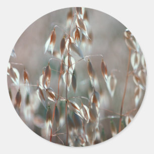 Pegatina Redonda Avena Sativa Madura en Primer Plano. Ceres, Boland