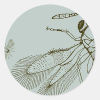 Aves, Aspidiotiphagus Citrinus