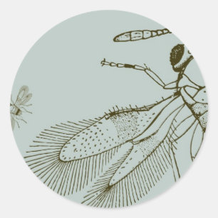 Pegatina Redonda Aves, Aspidiotiphagus Citrinus