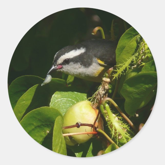 Pegatina Redonda Aves Bananaquit comiendo fotografía tropical (Anverso)