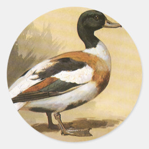 Pegatina Redonda Aves de animales salvajes de época, pato mallard