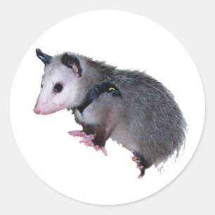Pegatina Redonda Awesome Possum Opossum