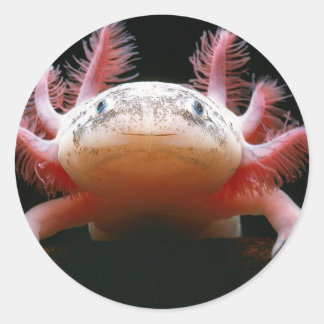 Pegatina Redonda Axolotl Axolotl.png
