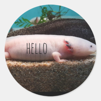 Pegatina Redonda axolotl leucístico