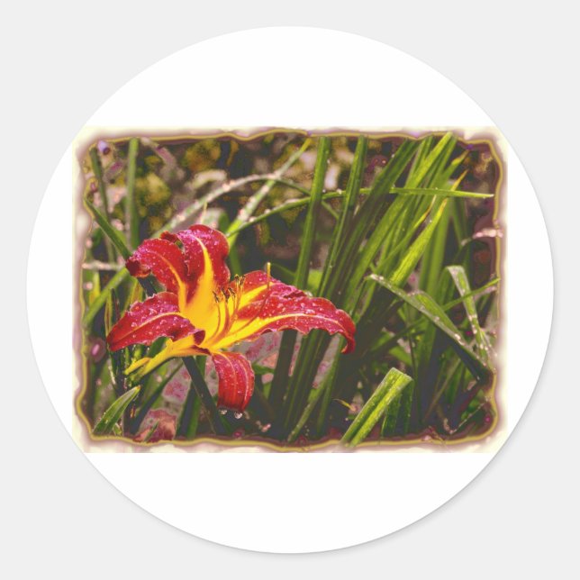 Pegatina Redonda Ayer Lily Después De La Lluvia (Anverso)