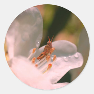 Pegatina Redonda Azalea Flower Y Grasshopper