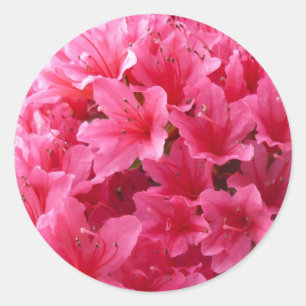 Pegatina Redonda Azalea rosada