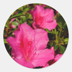 Pegatina Redonda Azaleas