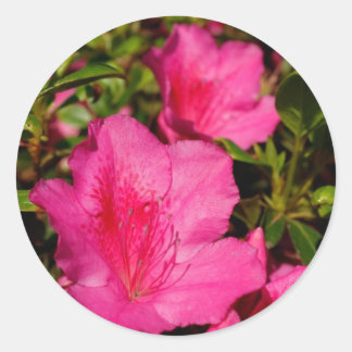 Pegatina Redonda Azaleas