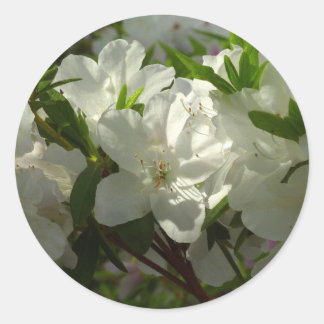 Pegatina Redonda Azaleas blancas iluminadas por el sol Hermosas flo