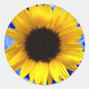 Pegatina Redonda Azul girasol