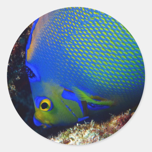 Pegatina Redonda Azul klein (Anverso)