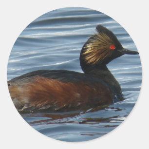 Pegatina Redonda B13 Eared Grebe