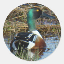 B26 Northern Shoveler Drake