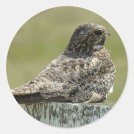 Pegatina Redonda B2 Common Nighthawk