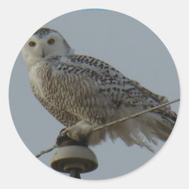 Pegatina Redonda B38 Lechuza Nival