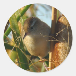 Pegatina Redonda B3 Marsh Wren