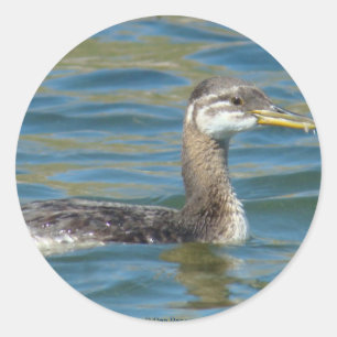 Pegatina Redonda B40 Grebe juvenil de cuello rojo