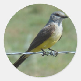 Pegatina Redonda B44 Western Kingbird