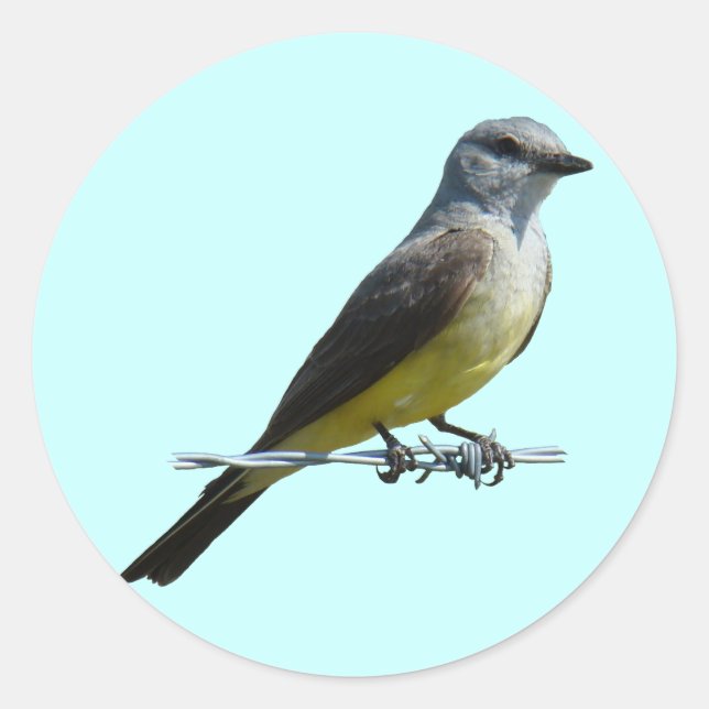 Pegatina Redonda B45 Western Kingbird (Anverso)