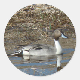 Pegatina Redonda B5 Pintail Duck Drake