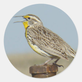 Pegatina Redonda B6 Western Meadowlark