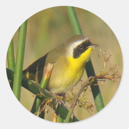 Pegatina Redonda B9 Frecuentes