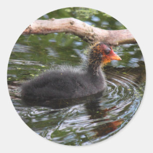 Pegatina Redonda Baby Coot