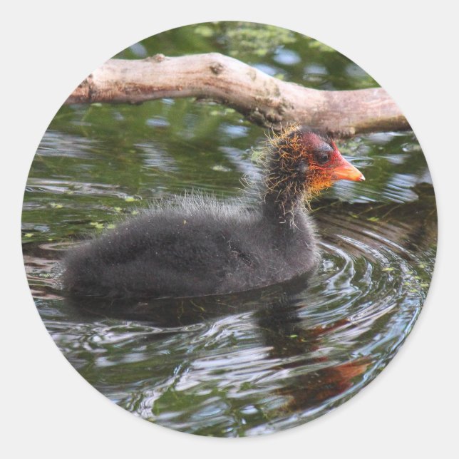 Pegatina Redonda Baby Coot (Anverso)