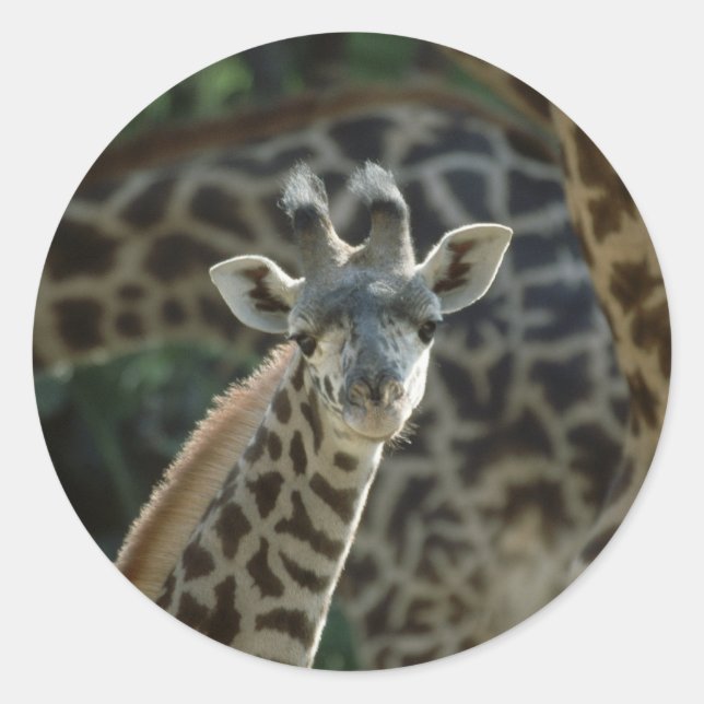 Pegatina Redonda Baby Giraffe (Anverso)
