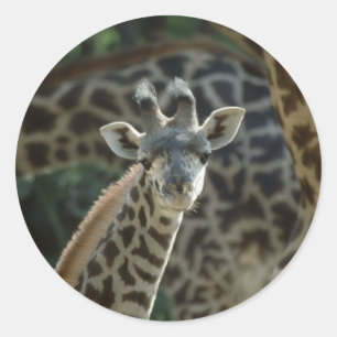 Pegatina Redonda Baby Giraffe