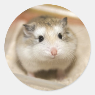 Pegatina Redonda Baby Hamster Stare