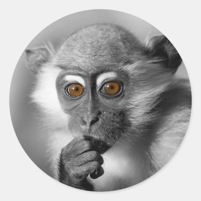 Pegatina Redonda Baby Mangabey Monkey (Anverso)