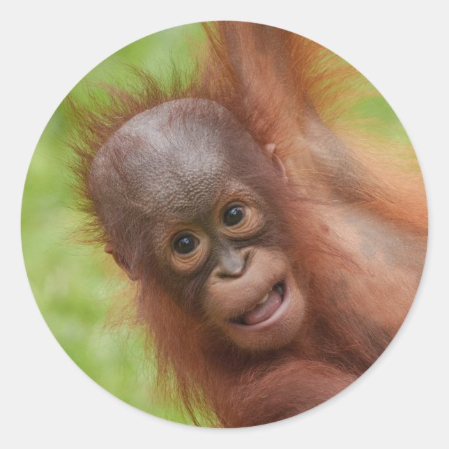 Pegatina Redonda Baby Orangutan Joy (Anverso)