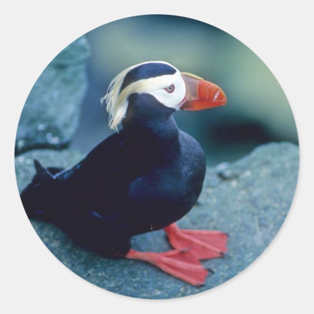 Pegatina Redonda Baby Puffin (Anverso)