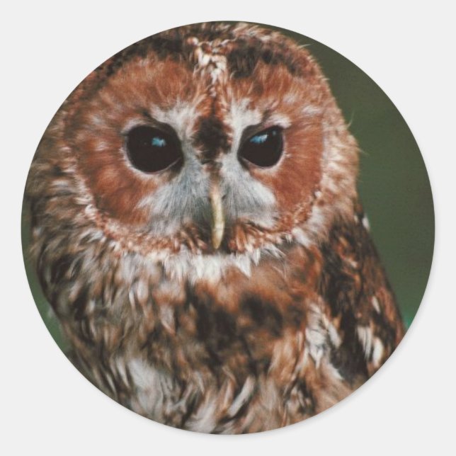 Pegatina Redonda Baby Tawny Owl (Anverso)
