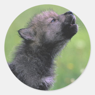 Pegatina Redonda Baby Wolf Howls