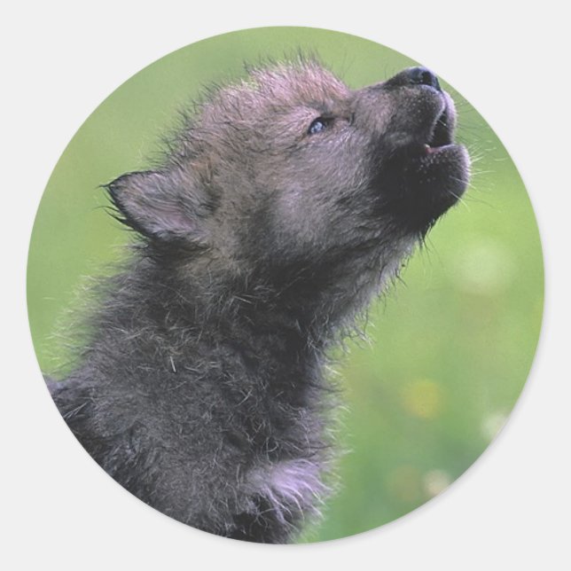 Pegatina Redonda Baby Wolf Howls (Anverso)