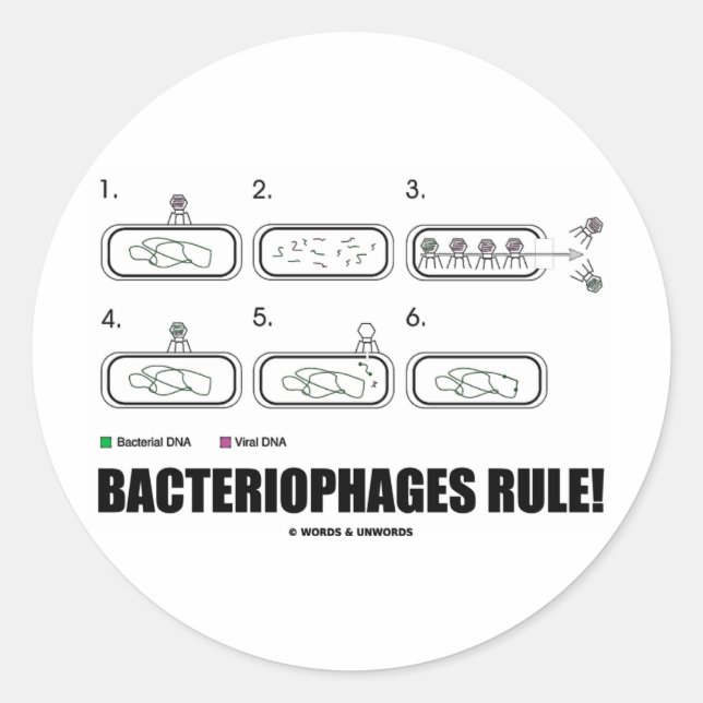 Pegatina Redonda Bacteriófilos ¡Regla! (ADN de virus bacterianos) (Anverso)
