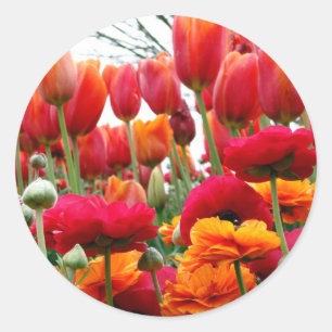 Pegatina Redonda Baile Tulip Poppy